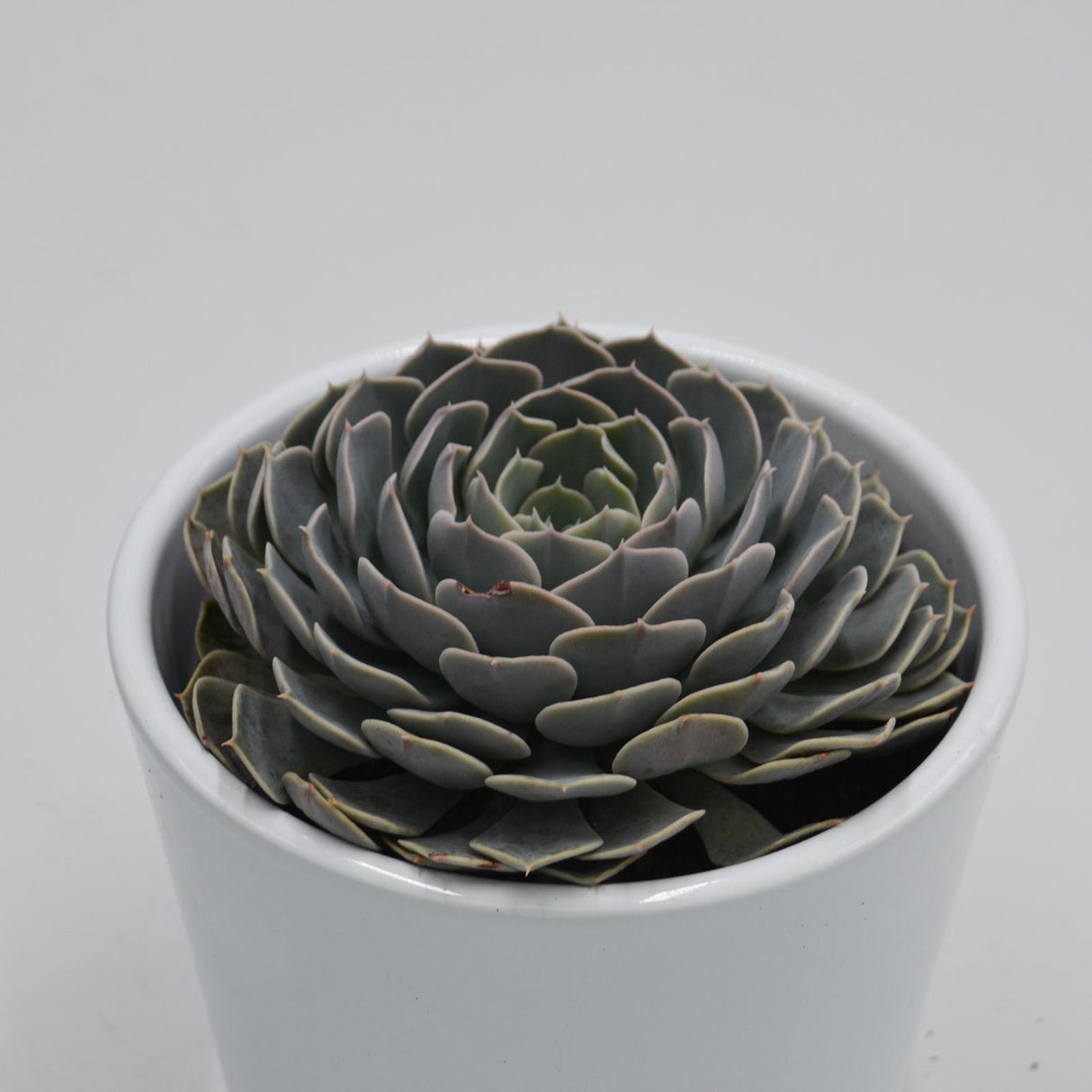 Echeveria Wavellite - 9cm