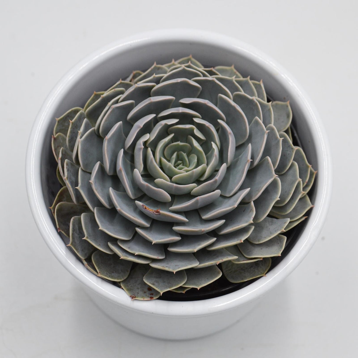 Echeveria Wavellite - 9cm