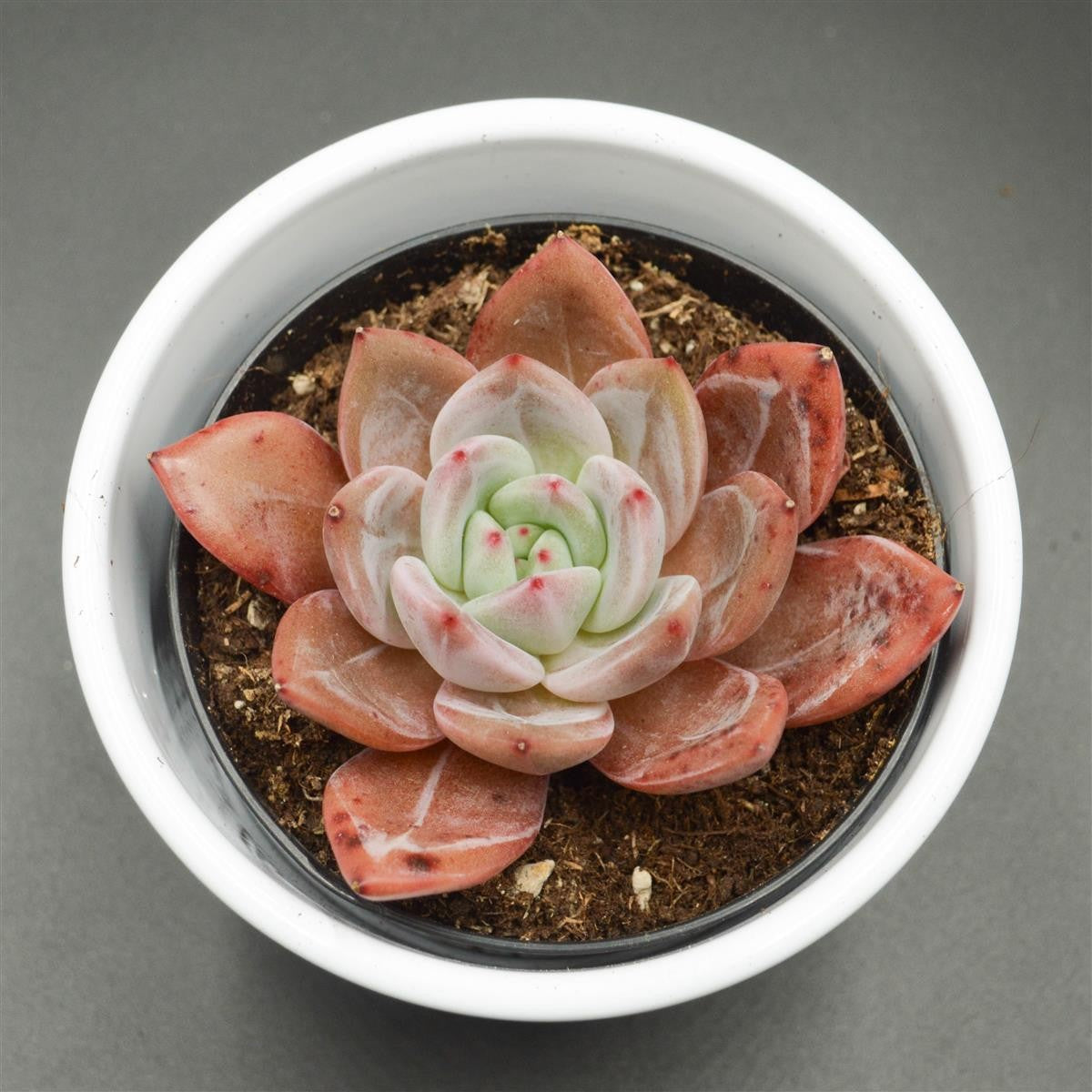 Echeveria Wine Champagne - 9cm
