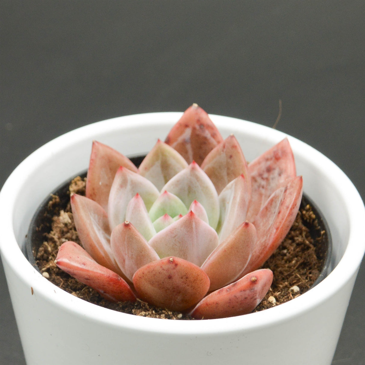 Echeveria Wine Champagne - 9cm
