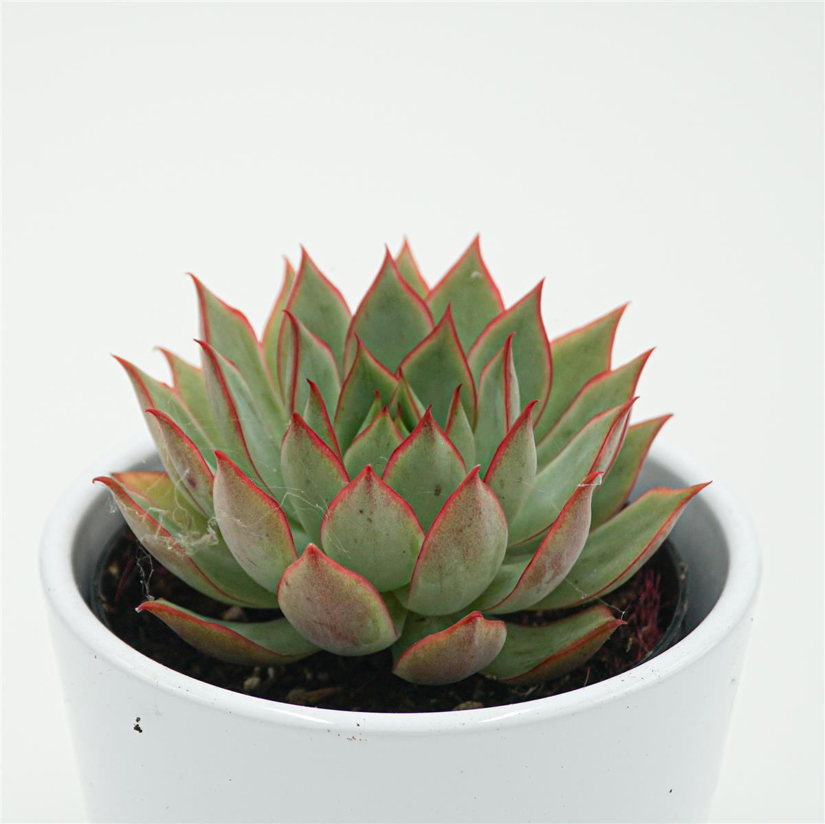 Echeveria Yeon-Deung - 9cm
