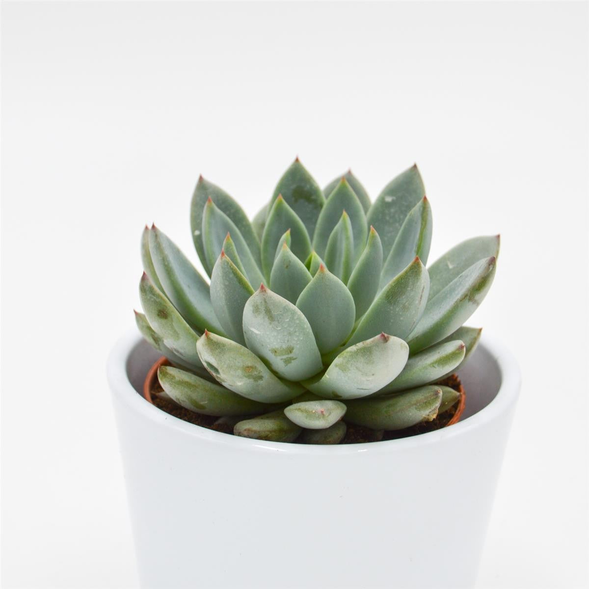 Echeveria Yummie - 8,5cm