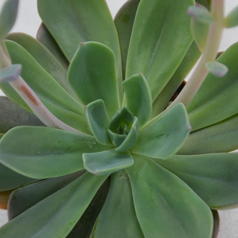 Echeveria Blue Prince - 10,5cm