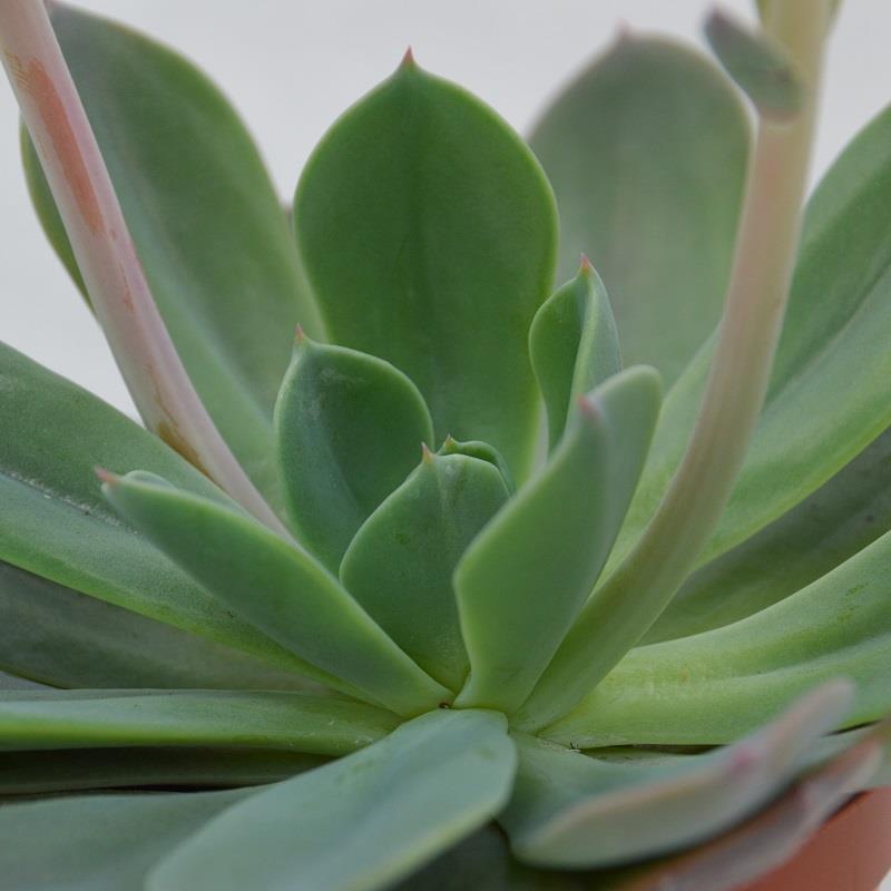 Echeveria Blue Prince - 8,5cm