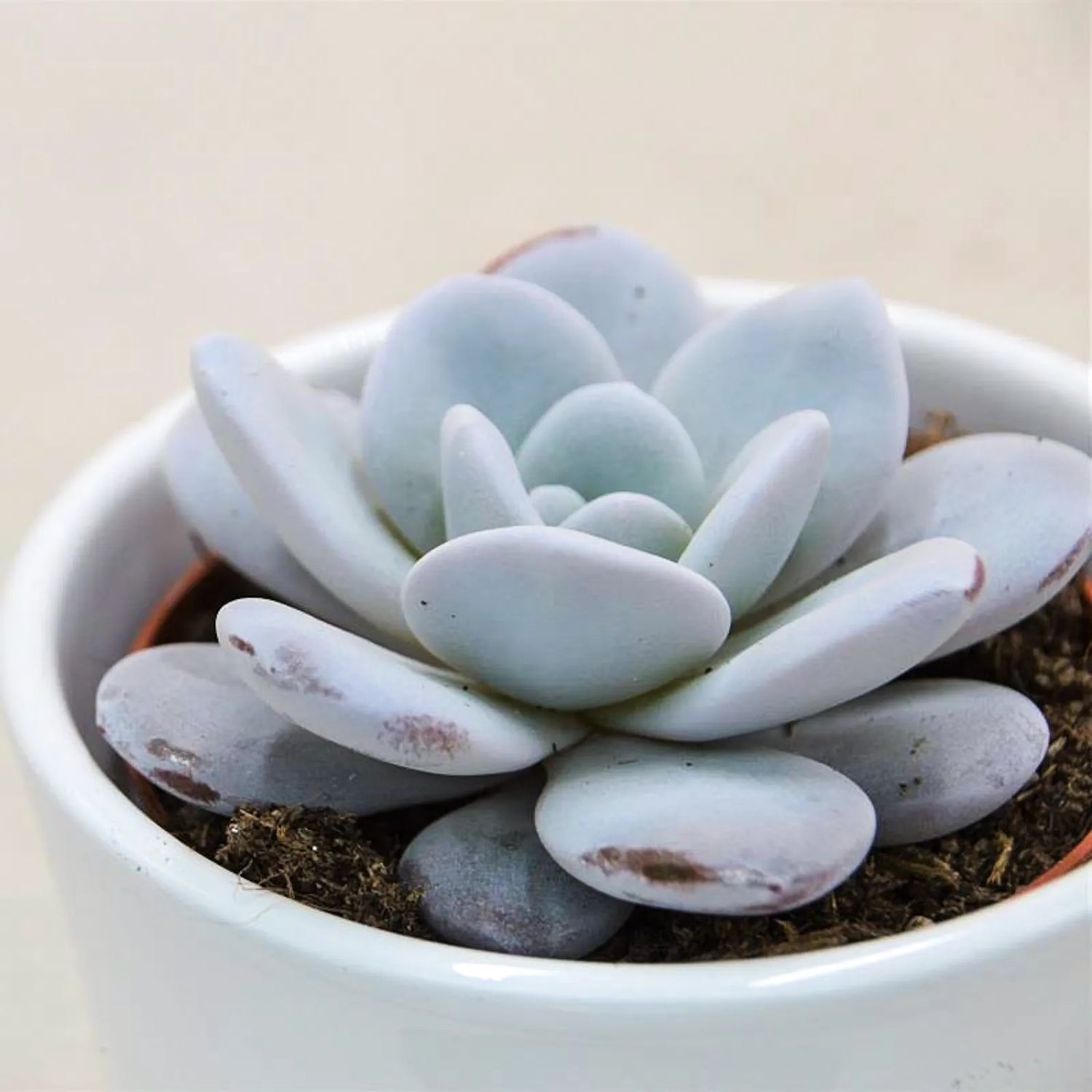 Echeveria laui - 8,5cm