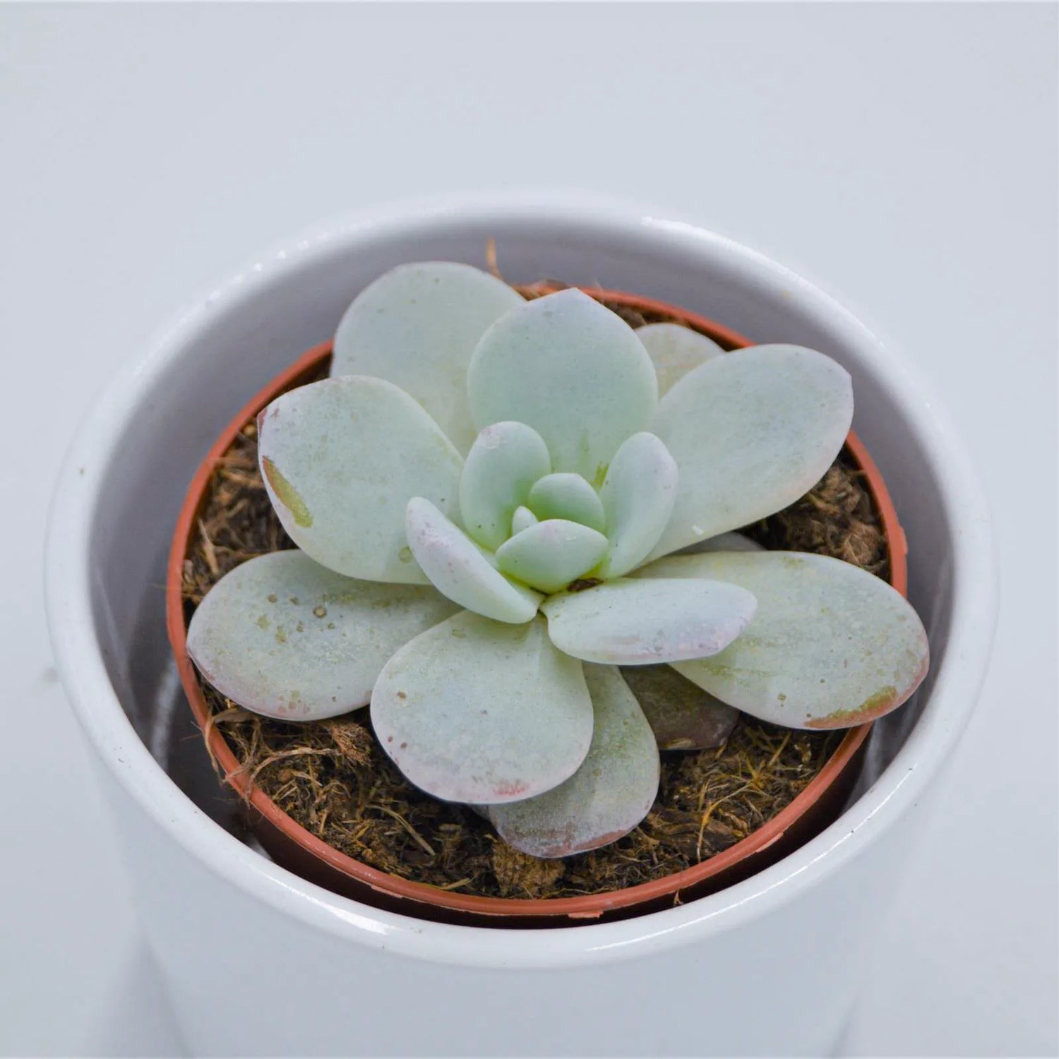 Echeveria laui - 8,5cm