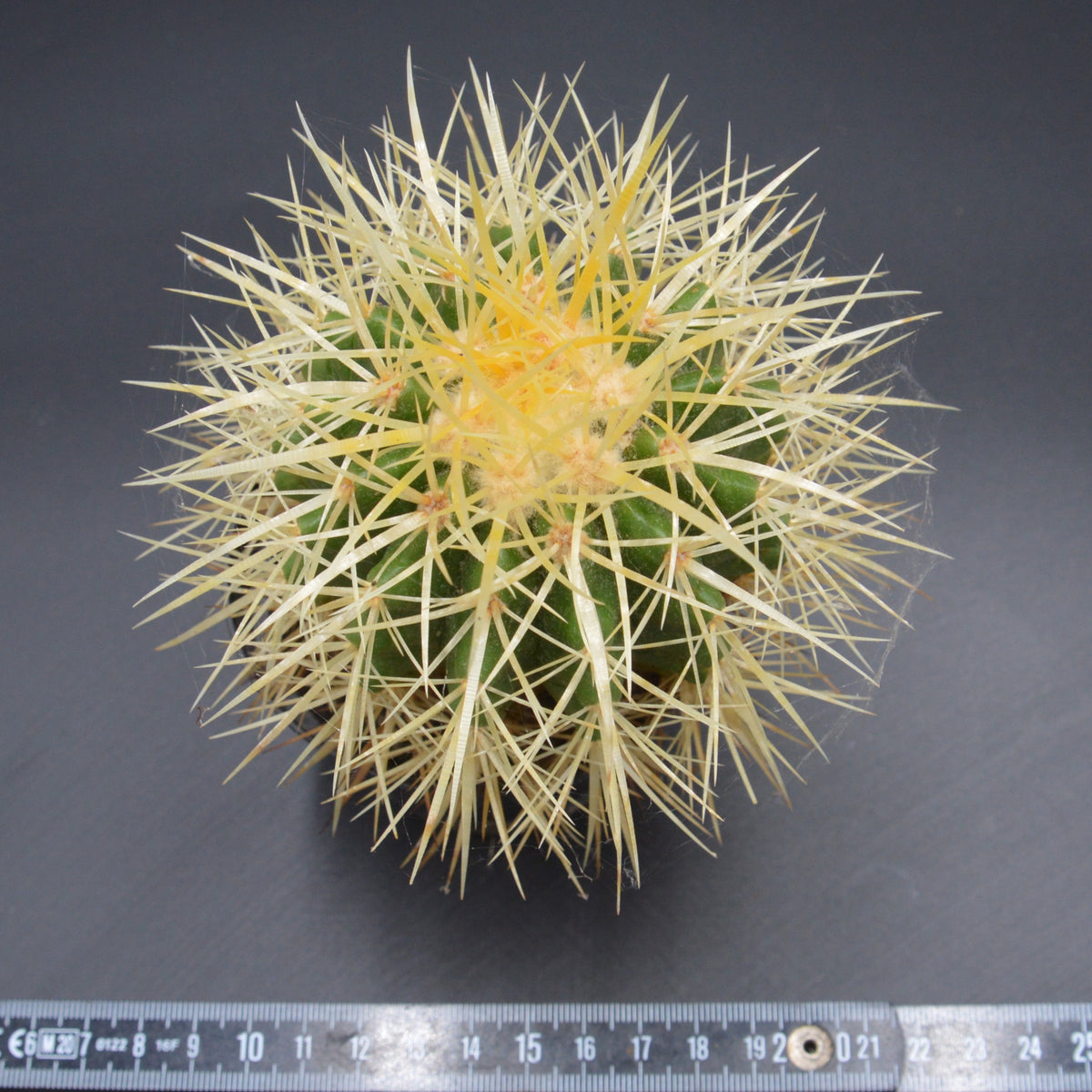 Echinocactus Grusonii