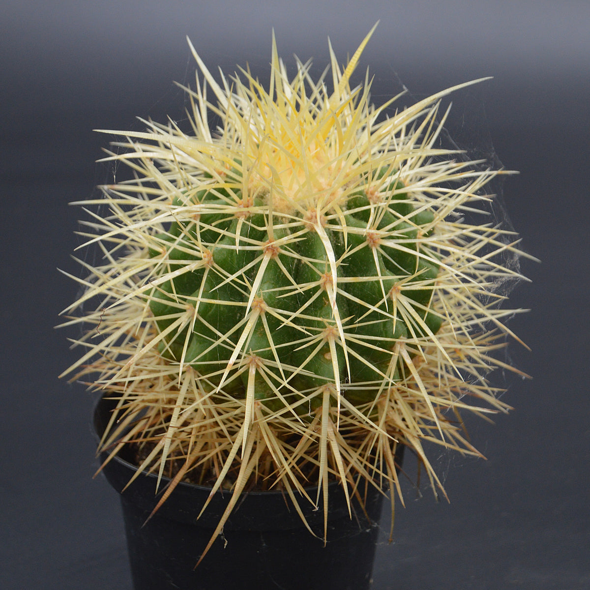 Echinocactus Grusonii