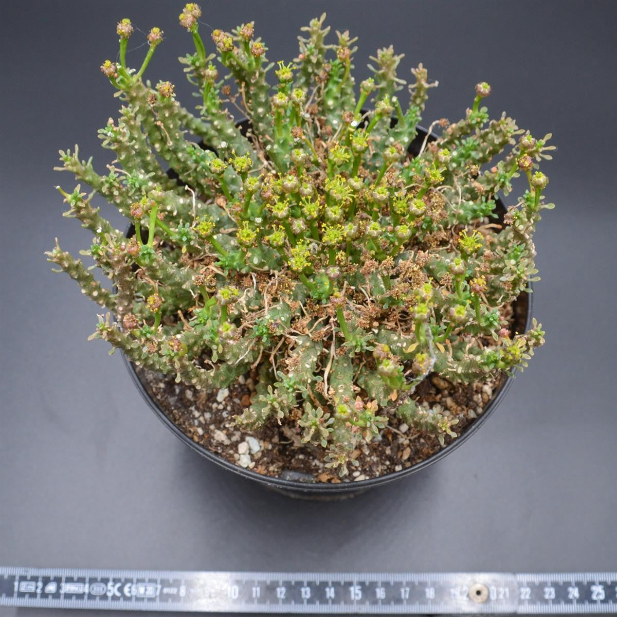 Euphorbia pugniformis XXL