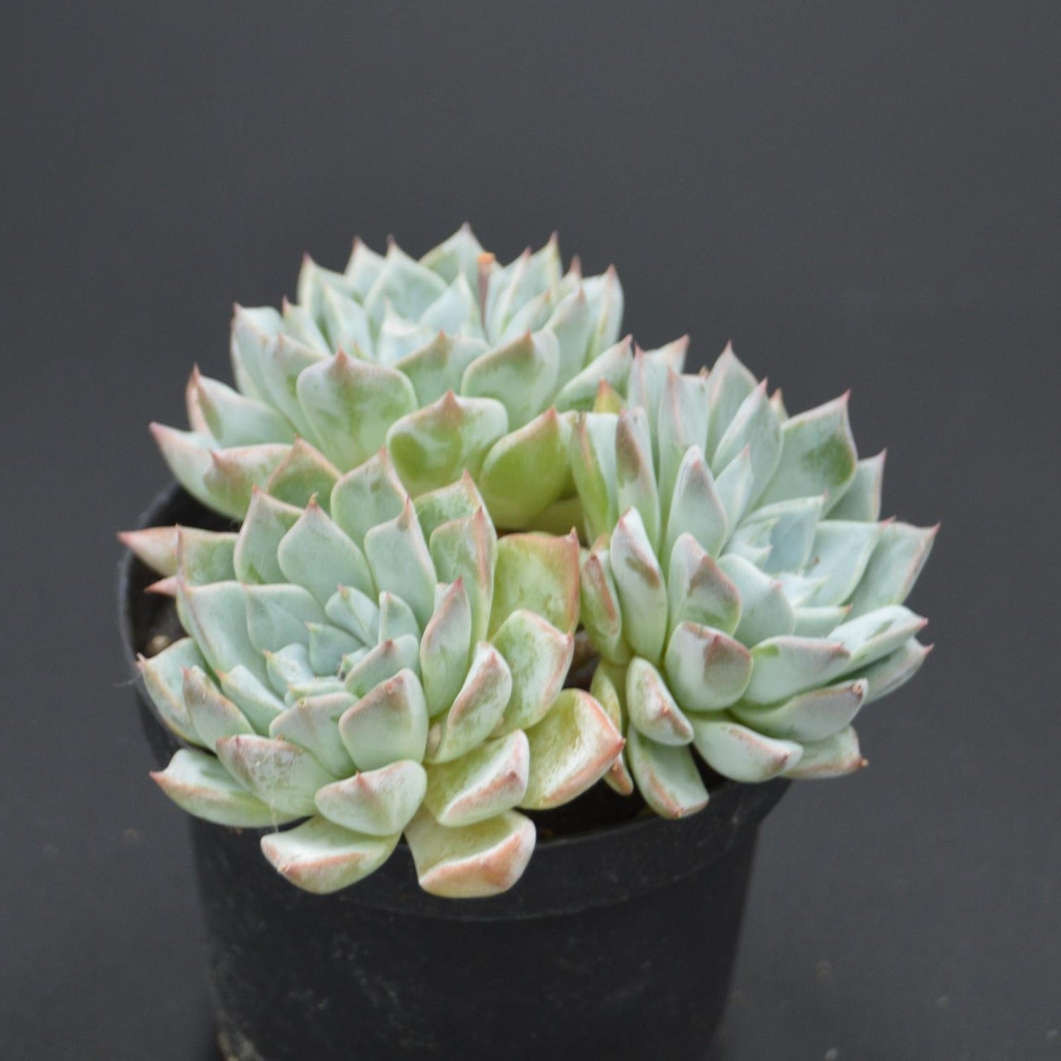 Echeveria cuspidata x halbingeri Cluster