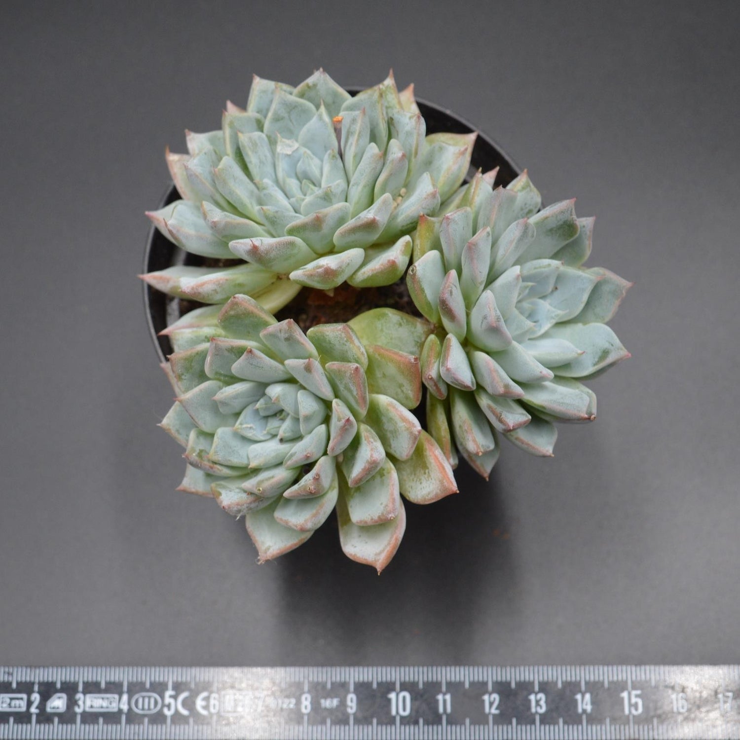 Echeveria cuspidata x halbingeri Cluster