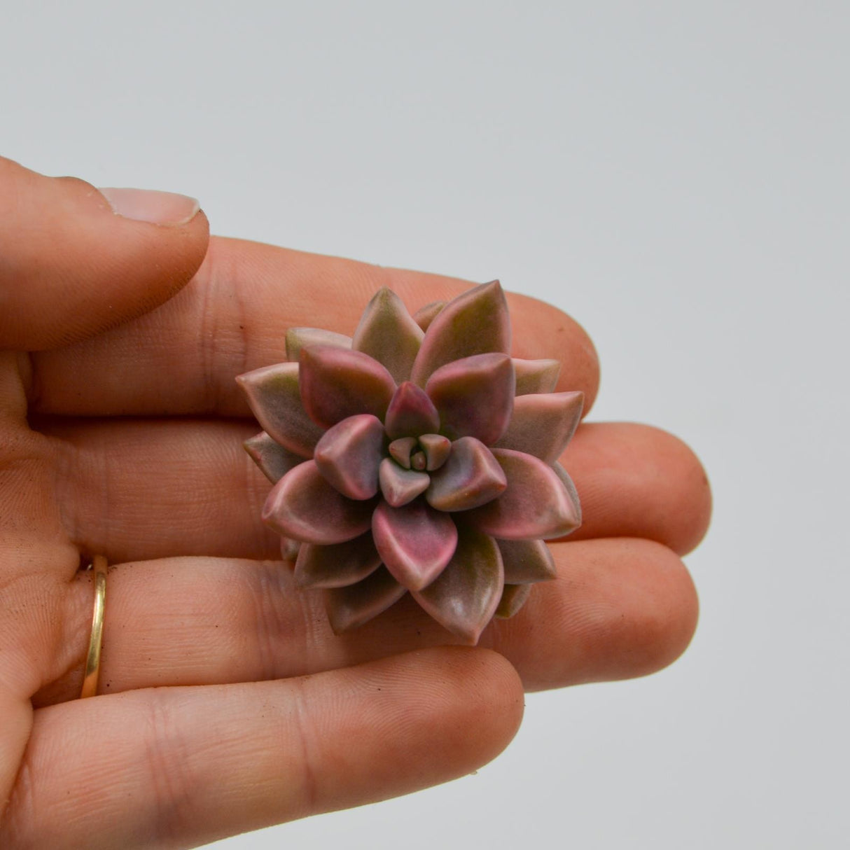 Graptosedum Bronze f. variegata
