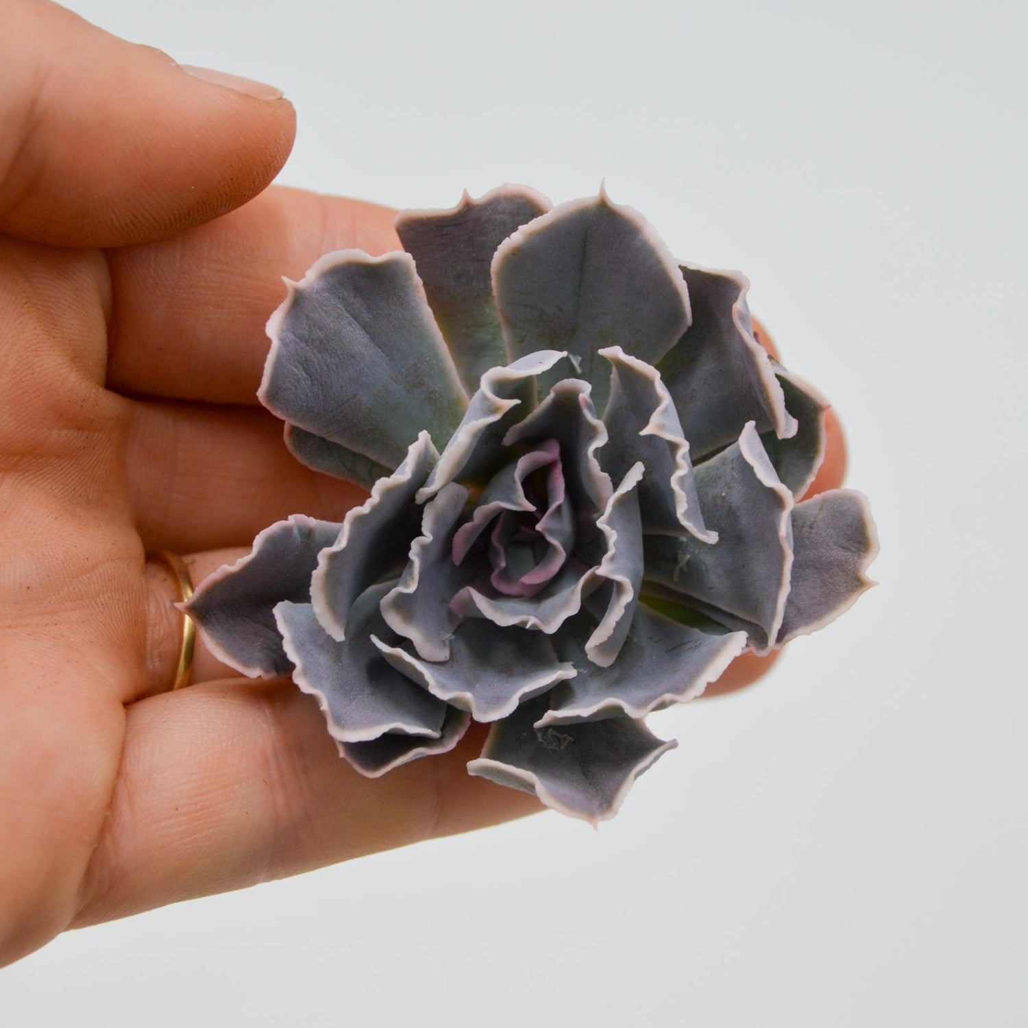 Echeveria Desert Star