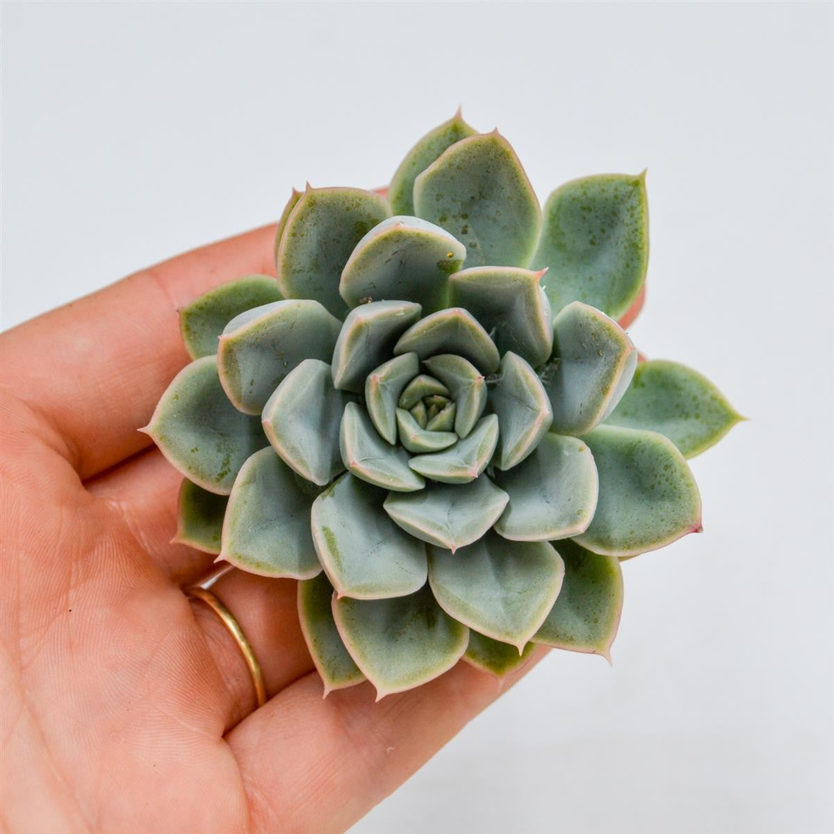 Echeveria Green Gem