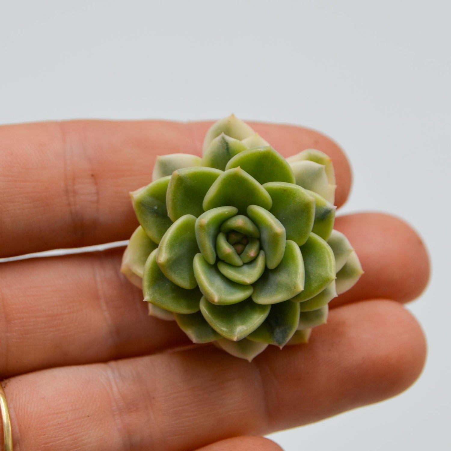 Echeveria Tinkerbell f. variegata