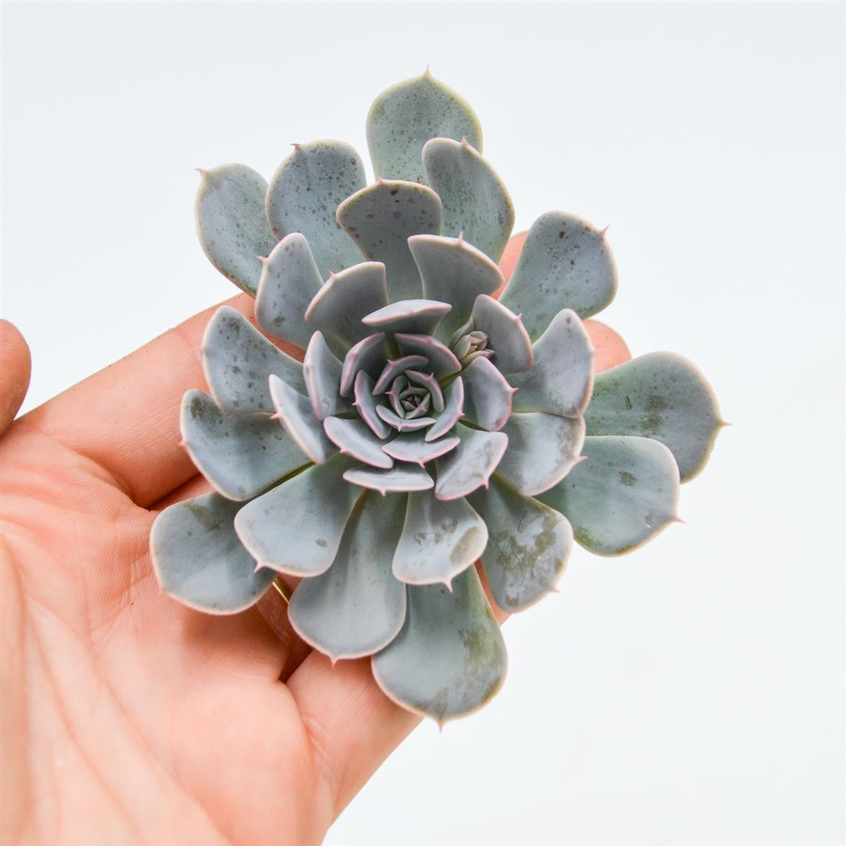 Echeveria Wavellite