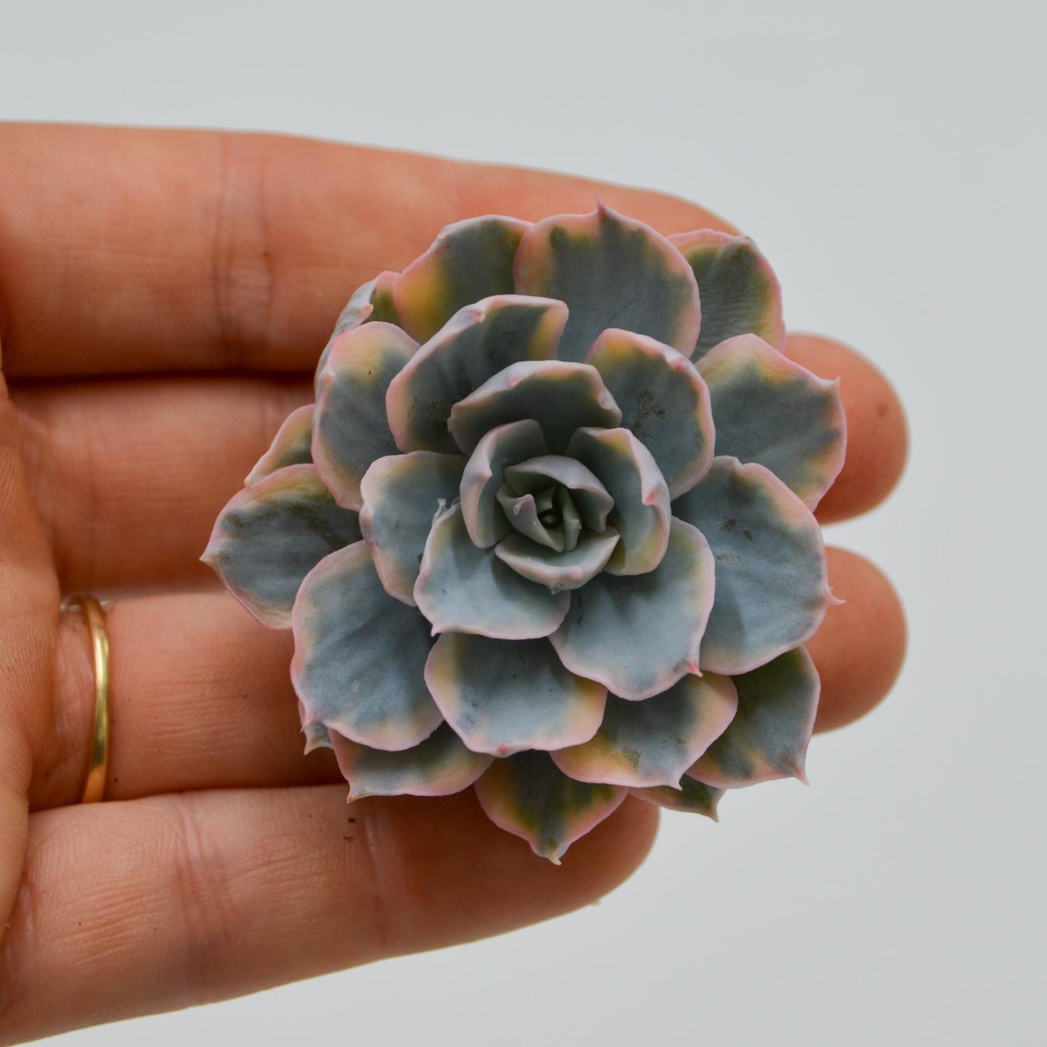 Echeveria subessilis f. variegata
