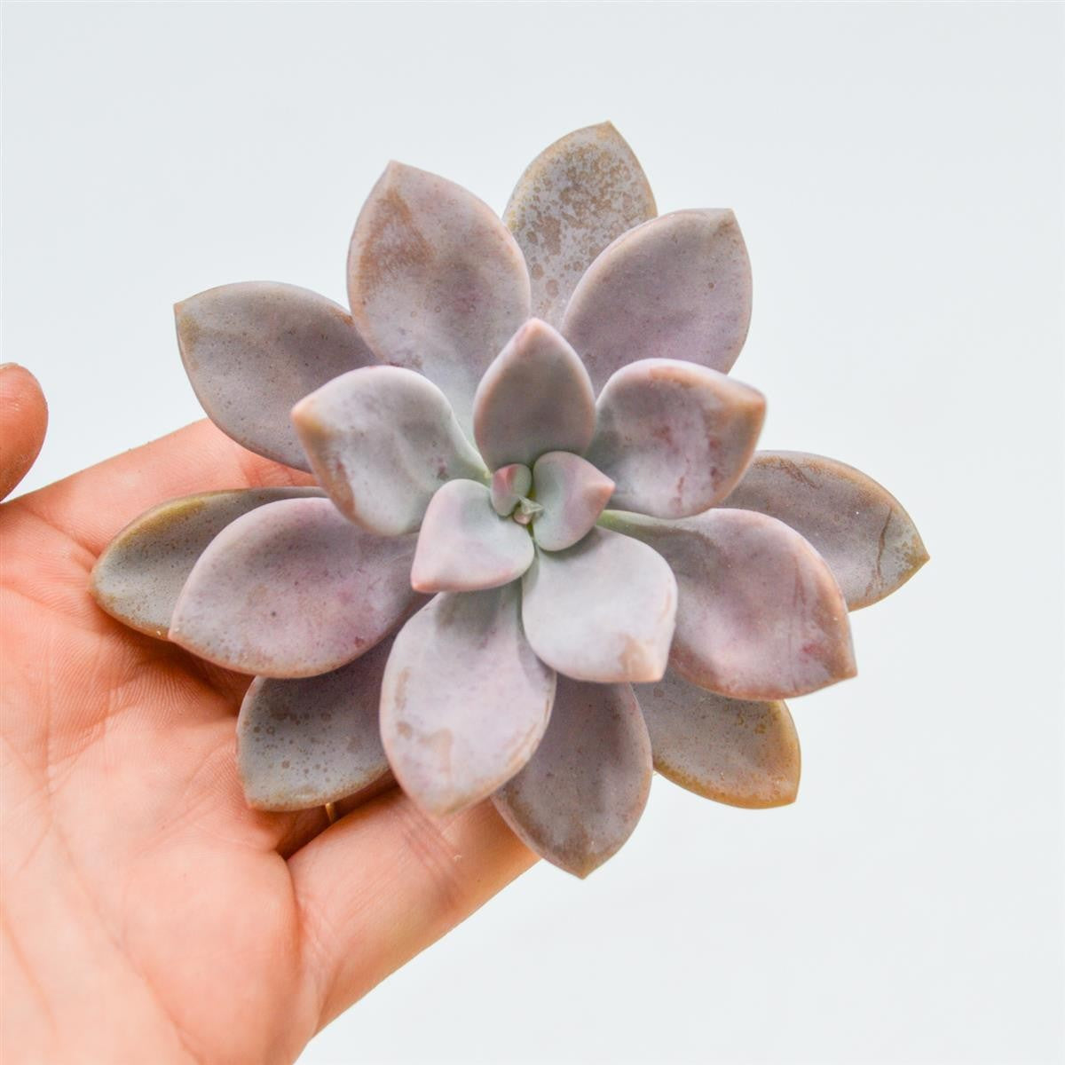 Graptopetalum Murasaki