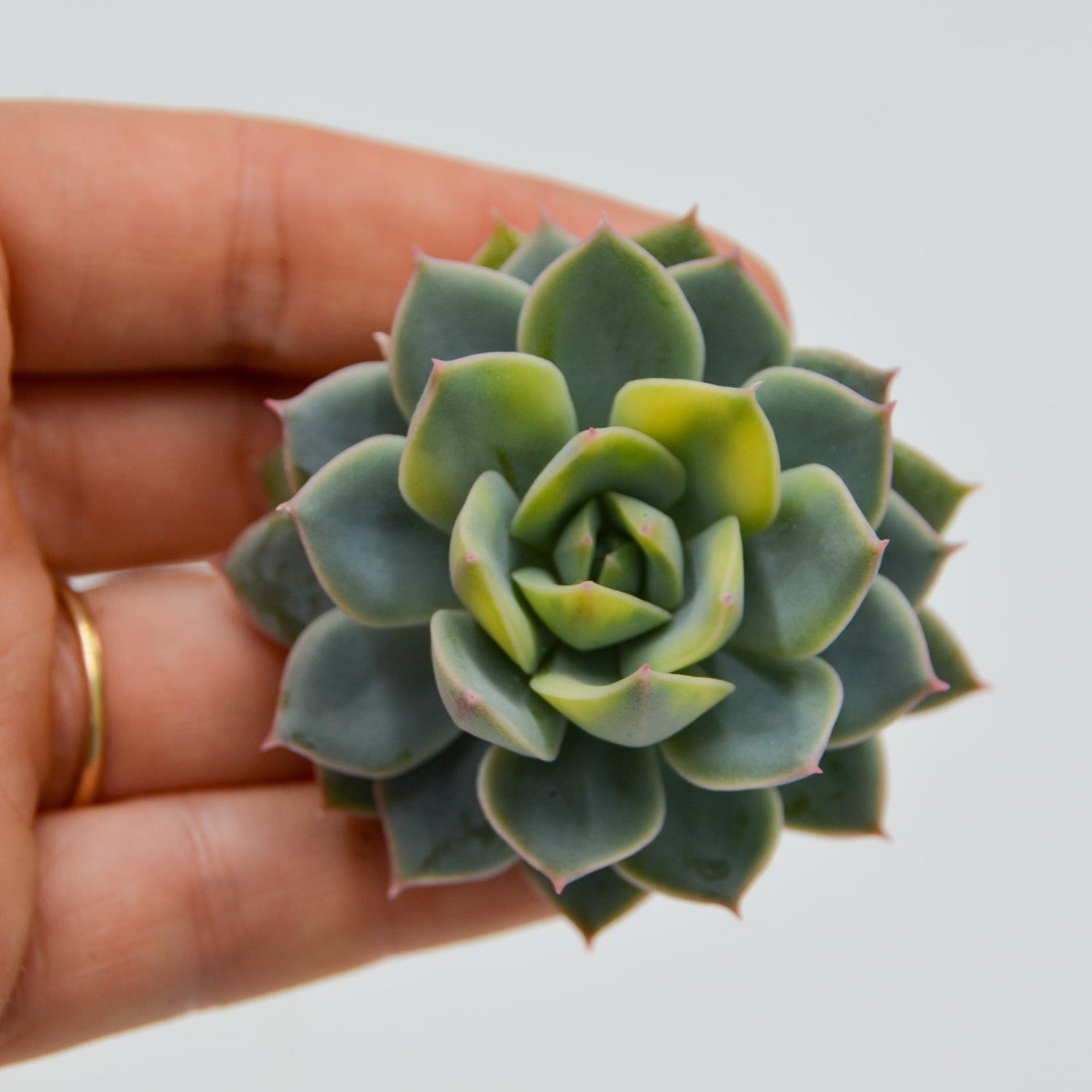 Echeveria Fun Queen
