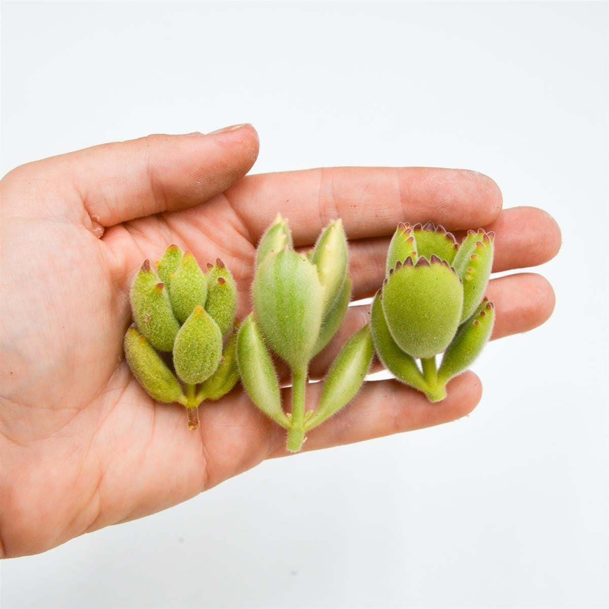 Set: Cotyledon