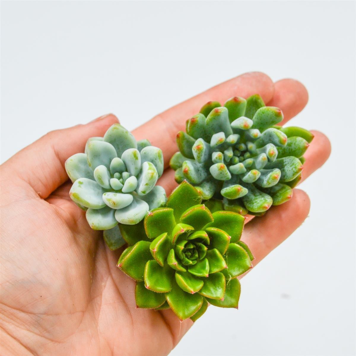 Set: S. Letizia, S. clavatum, S. Blue Elf