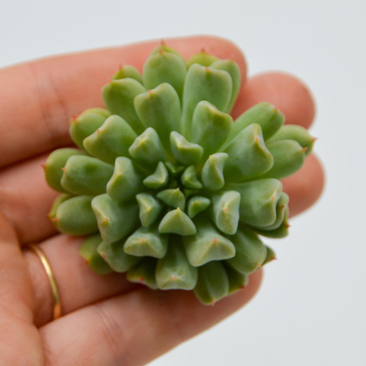 Echeveria Irish Mint