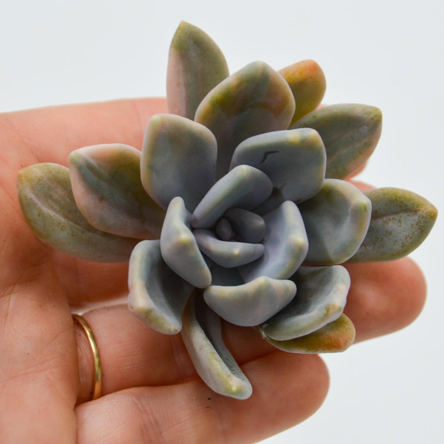 Graptoveria pachyphytoides  f. variegata
