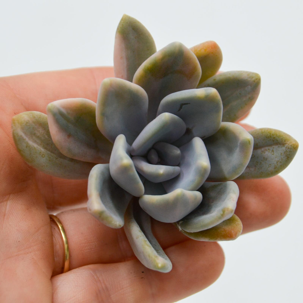Graptoveria pachyphytoides f. variegata