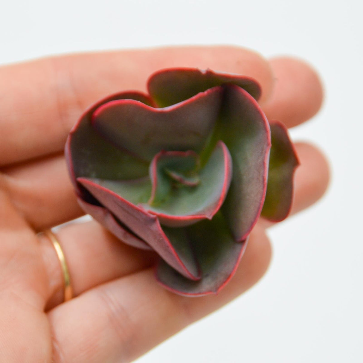 Echeveria Suyon