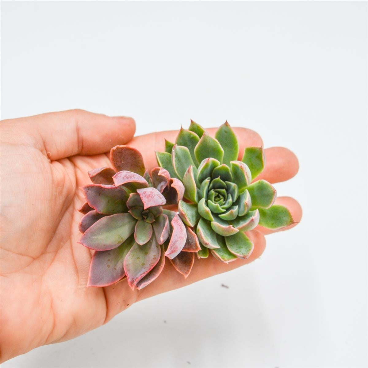 Set: E. Rosea, G. Altair