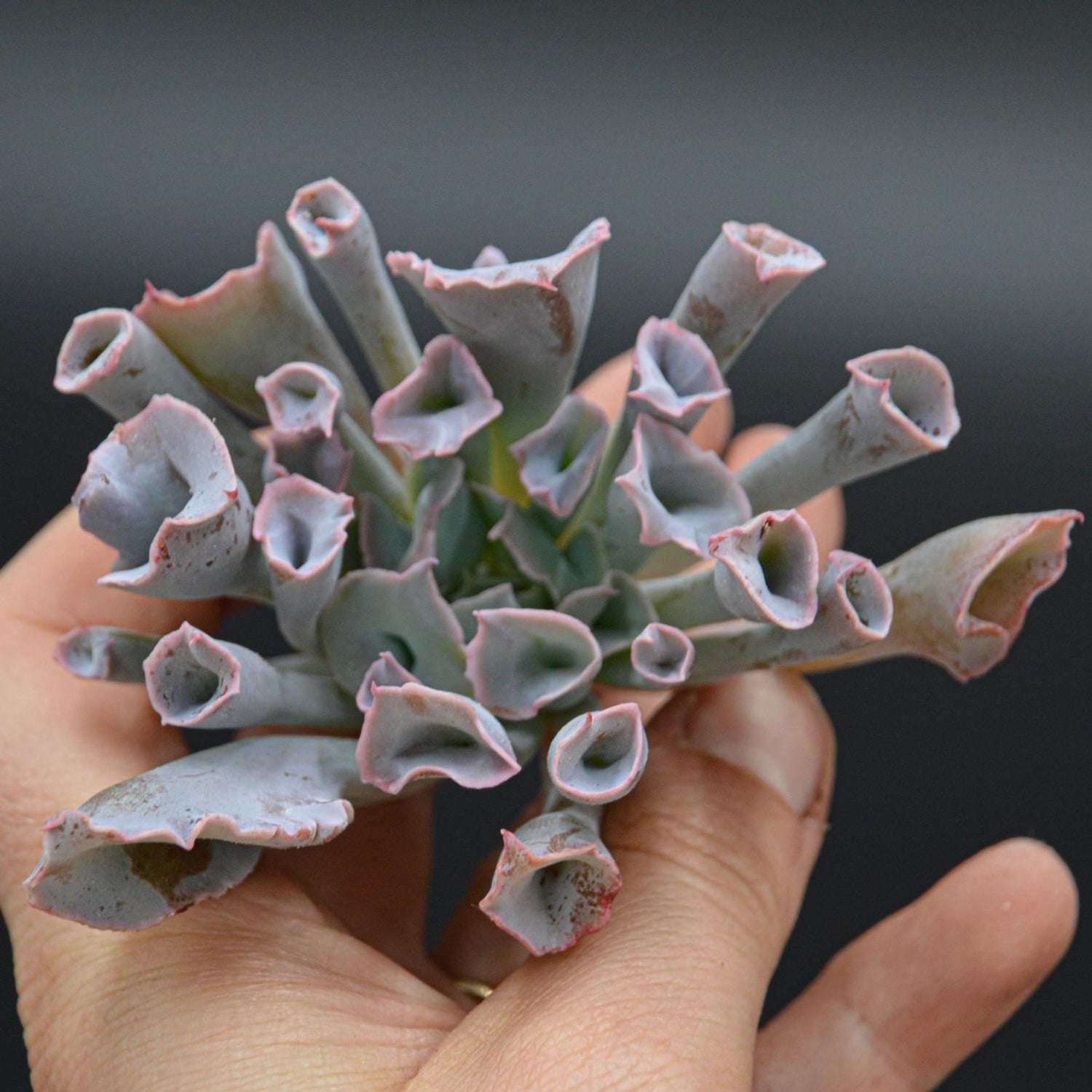 Echeveria Trumpet Pinky