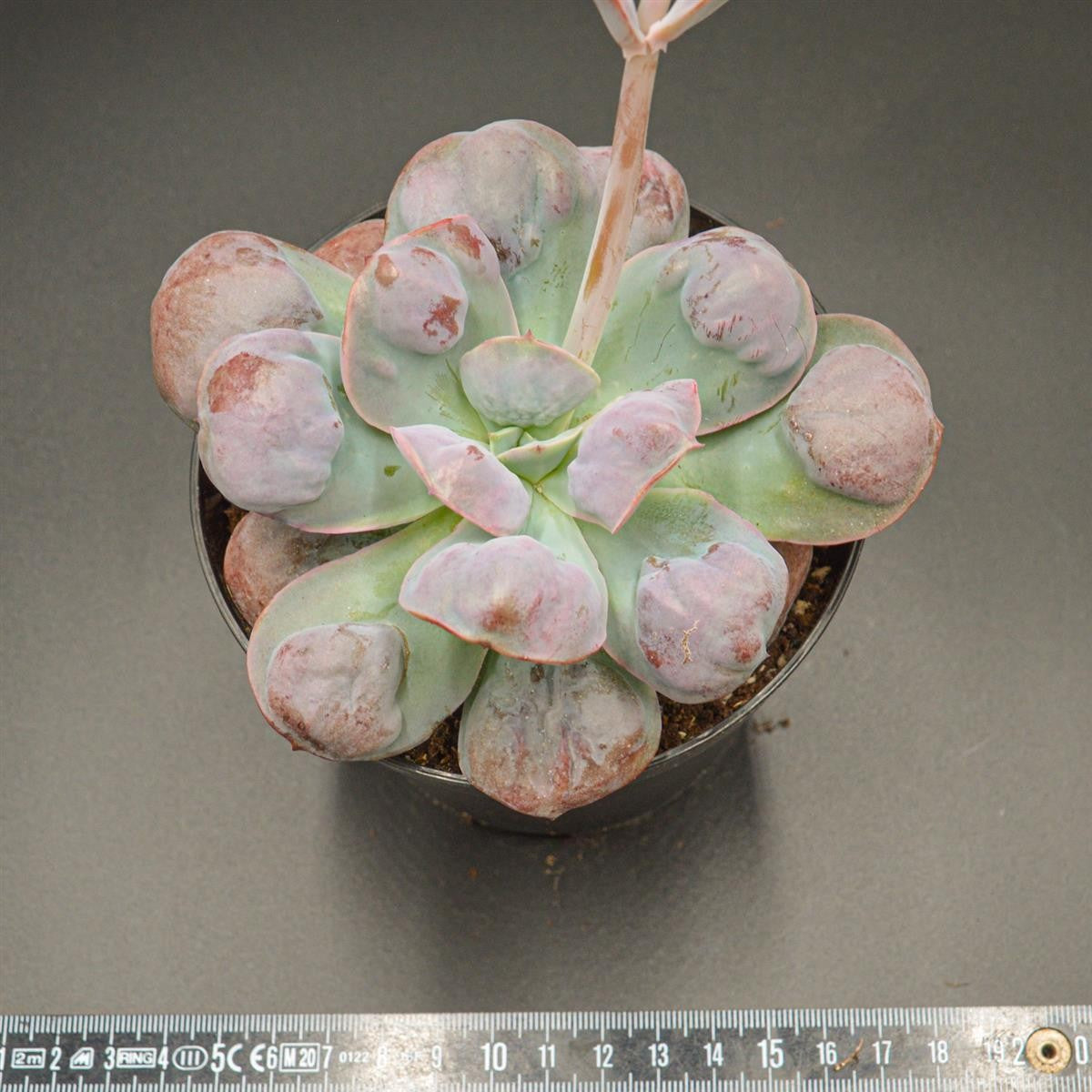 Echeveria Macarron
