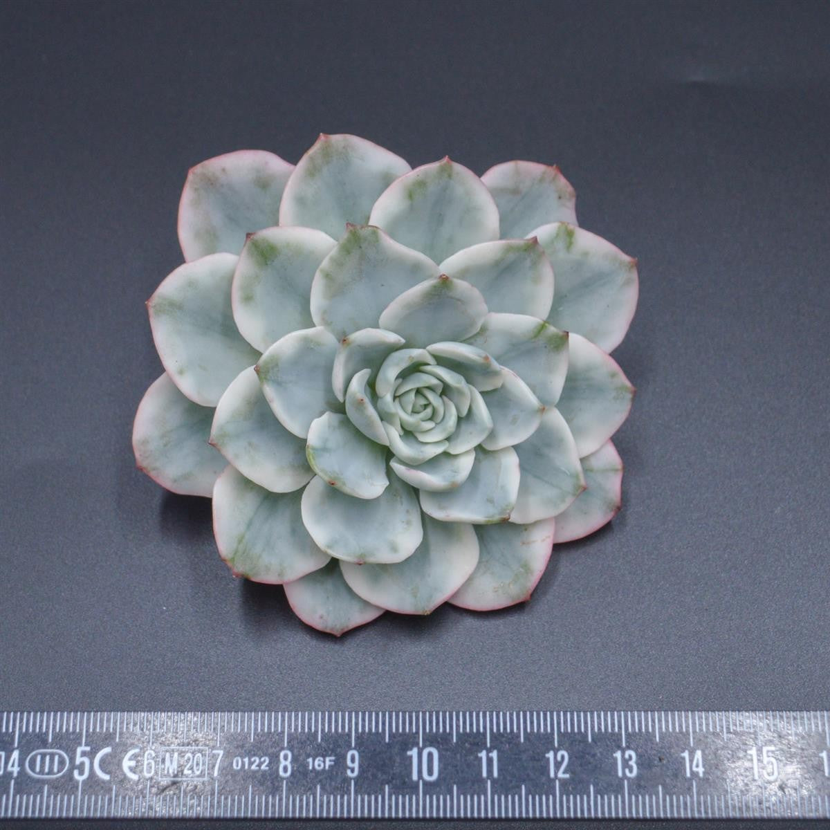 Echeveria Creamy Yellow f. variegata Steckling