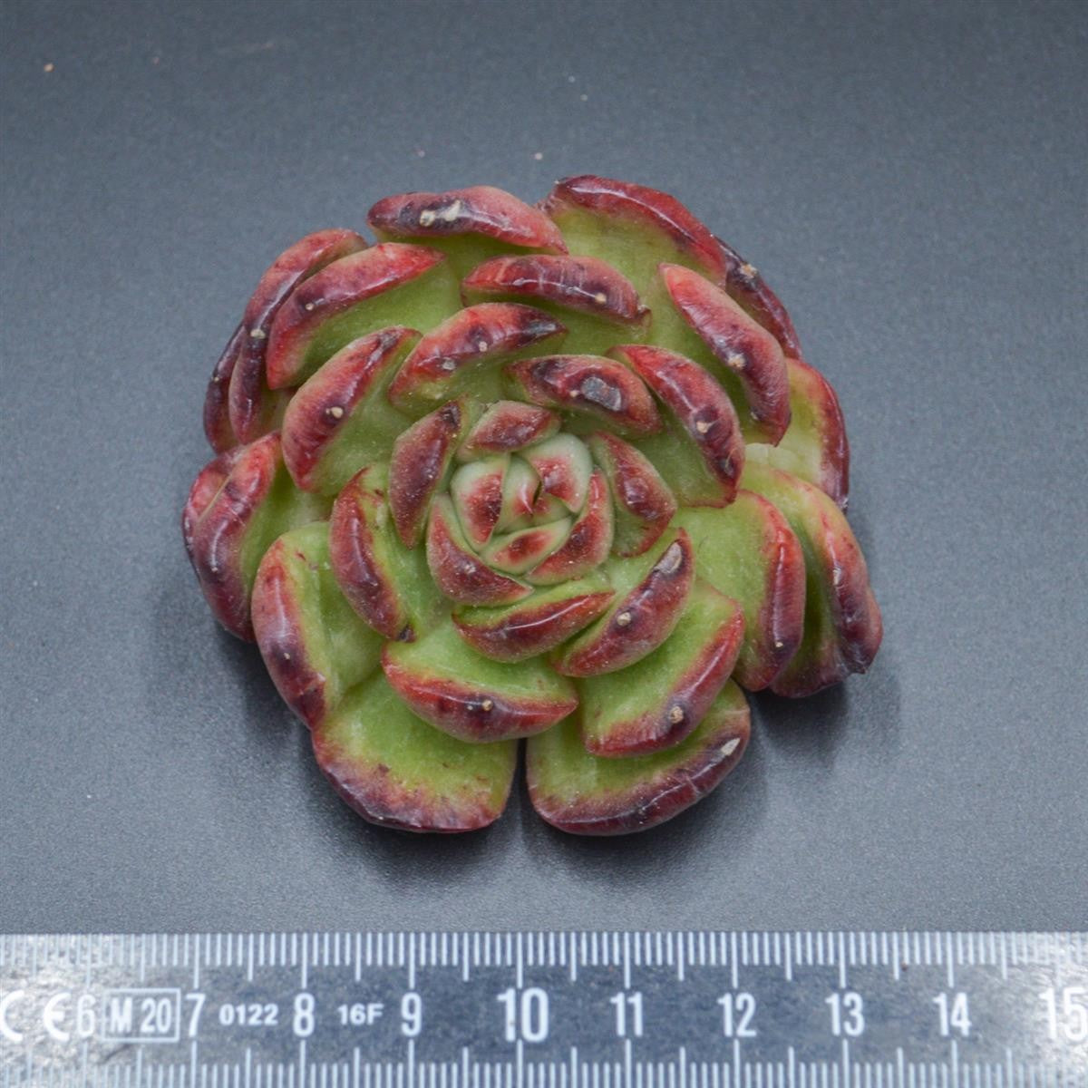 Echeveria Puli-lindsayana f. monstuose Steckling