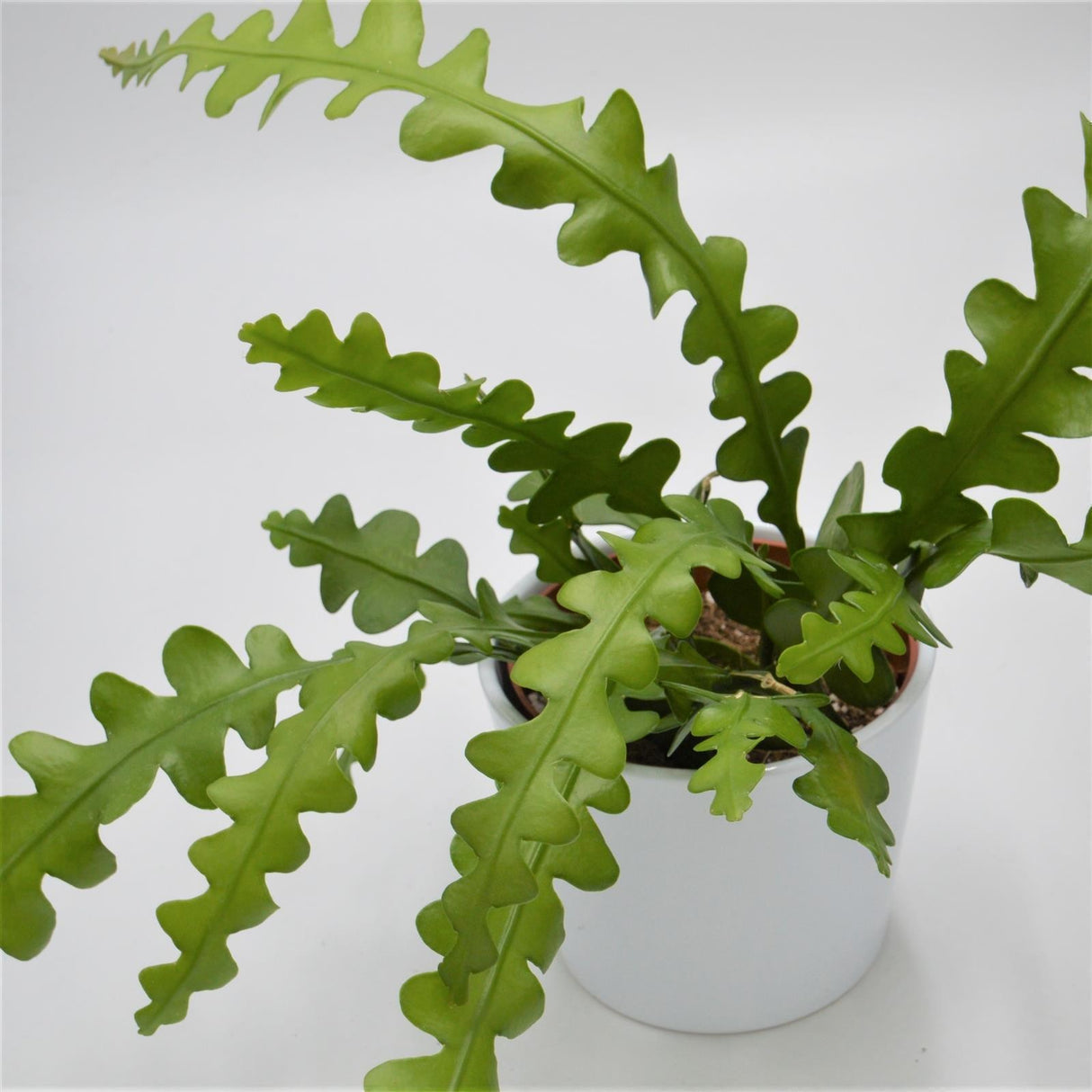 Epiphyllum anguliger - 10,5cm