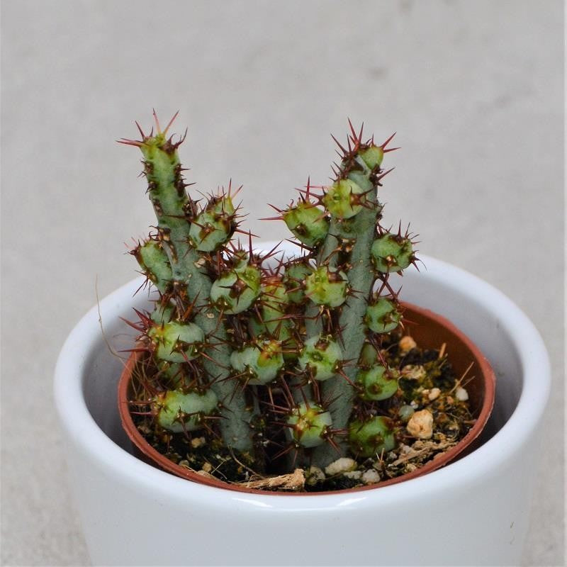 Euphorbia aeruginosa - 5,5cm