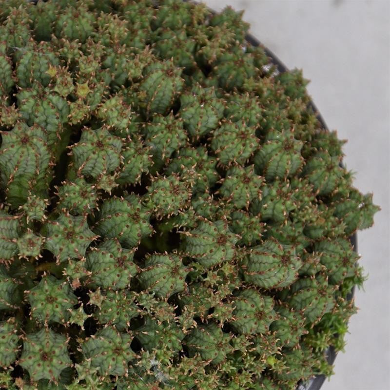 Euphorbia cristata - 13cm
