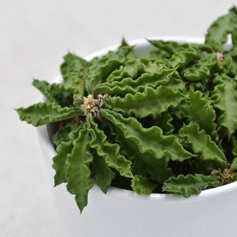 Euphorbia decaryi - 10,5cm