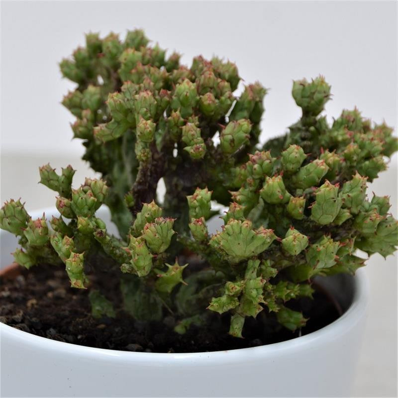 Euphorbia enopla f. cristata Coral - 10,5cm