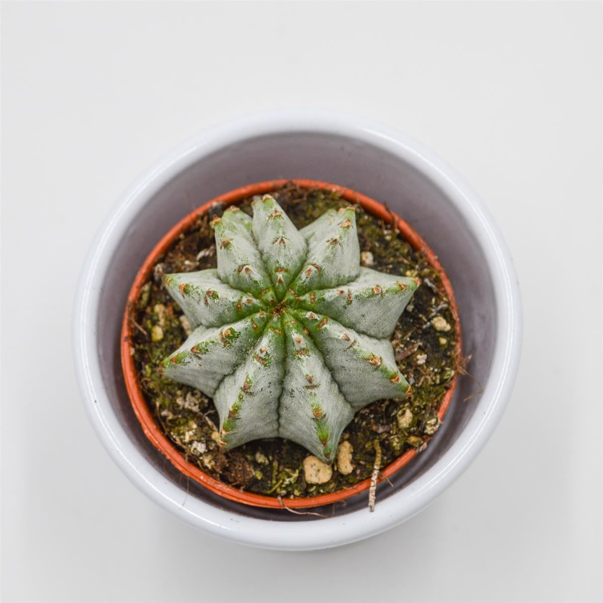 Euphorbia horrida v. striata alba - 5,5cm