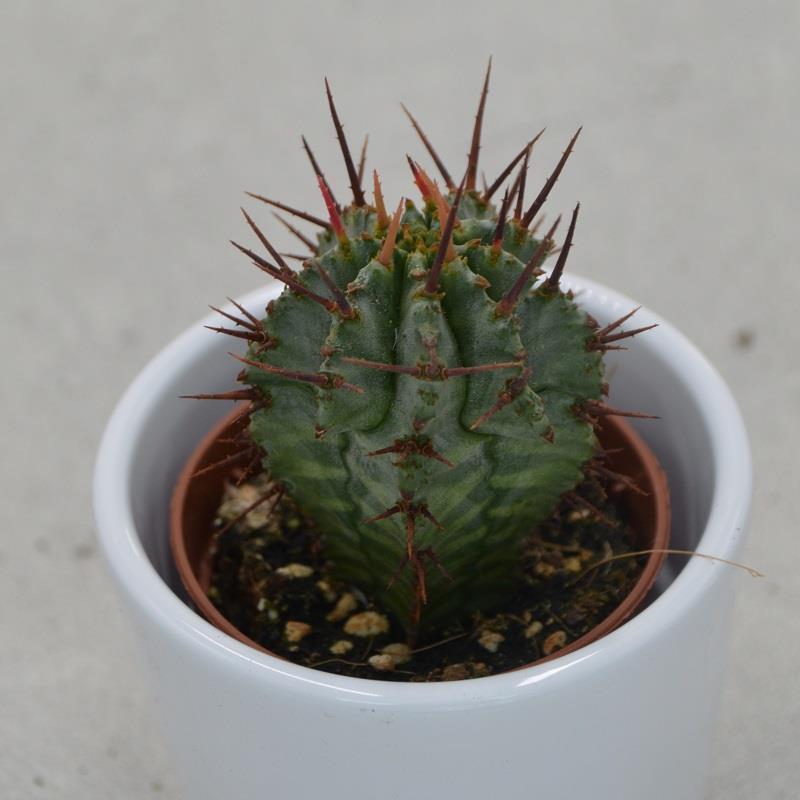 Euphorbia horrida - 5,5cm