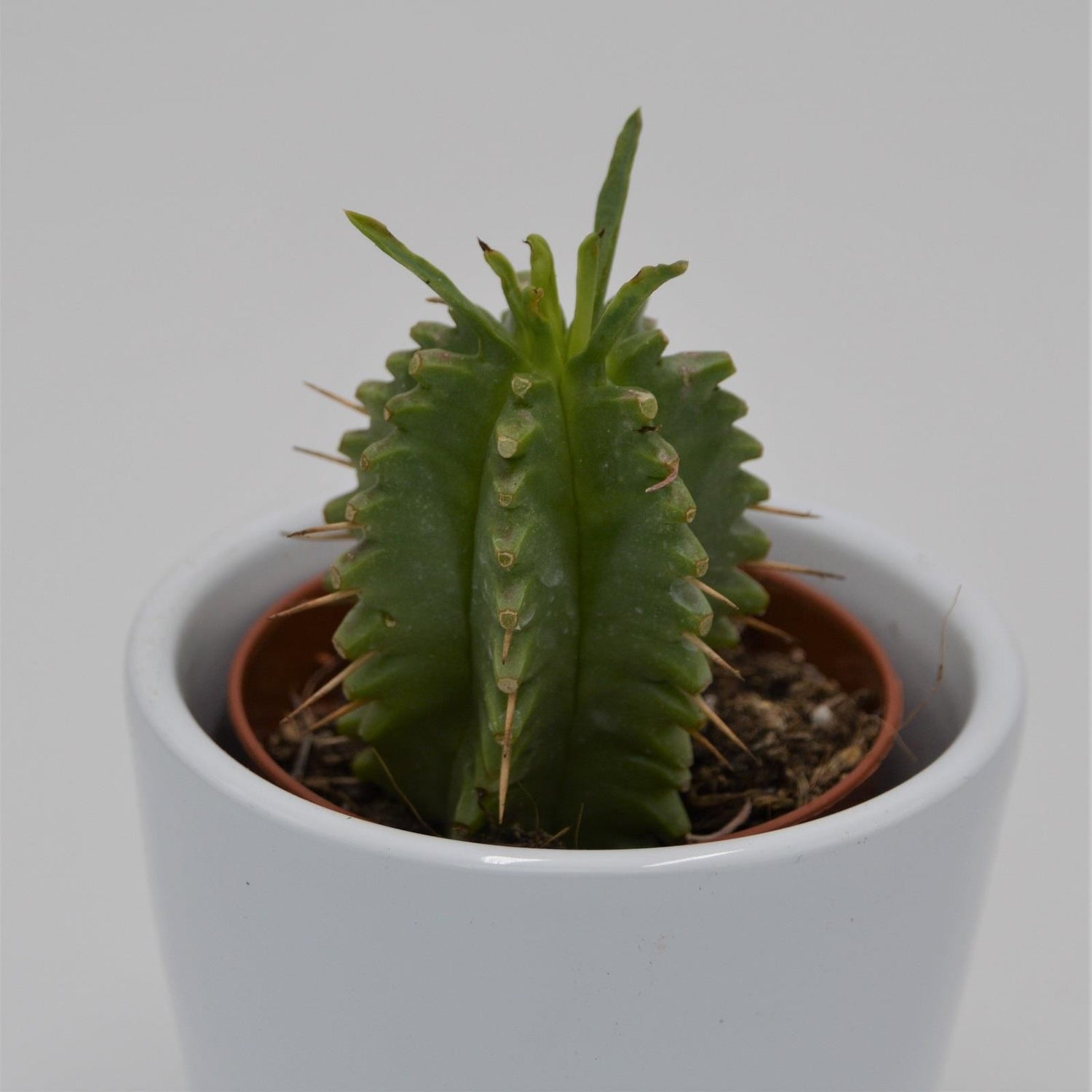 Euphorbia japonica - 5,5cm