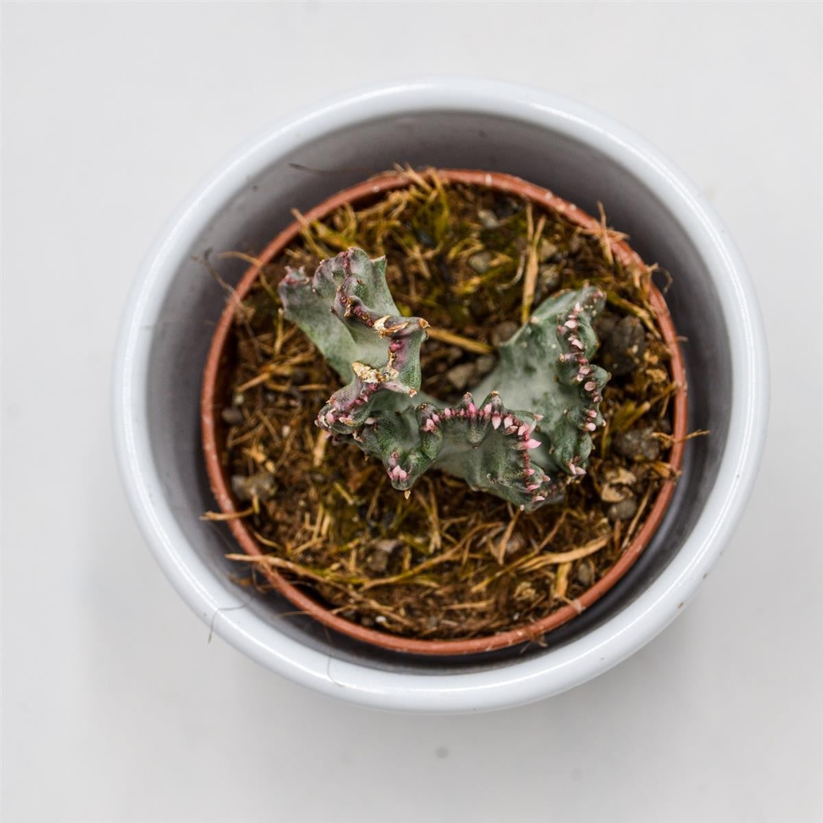 Euphorbia lactea f. variegata cristata - 5,5cm