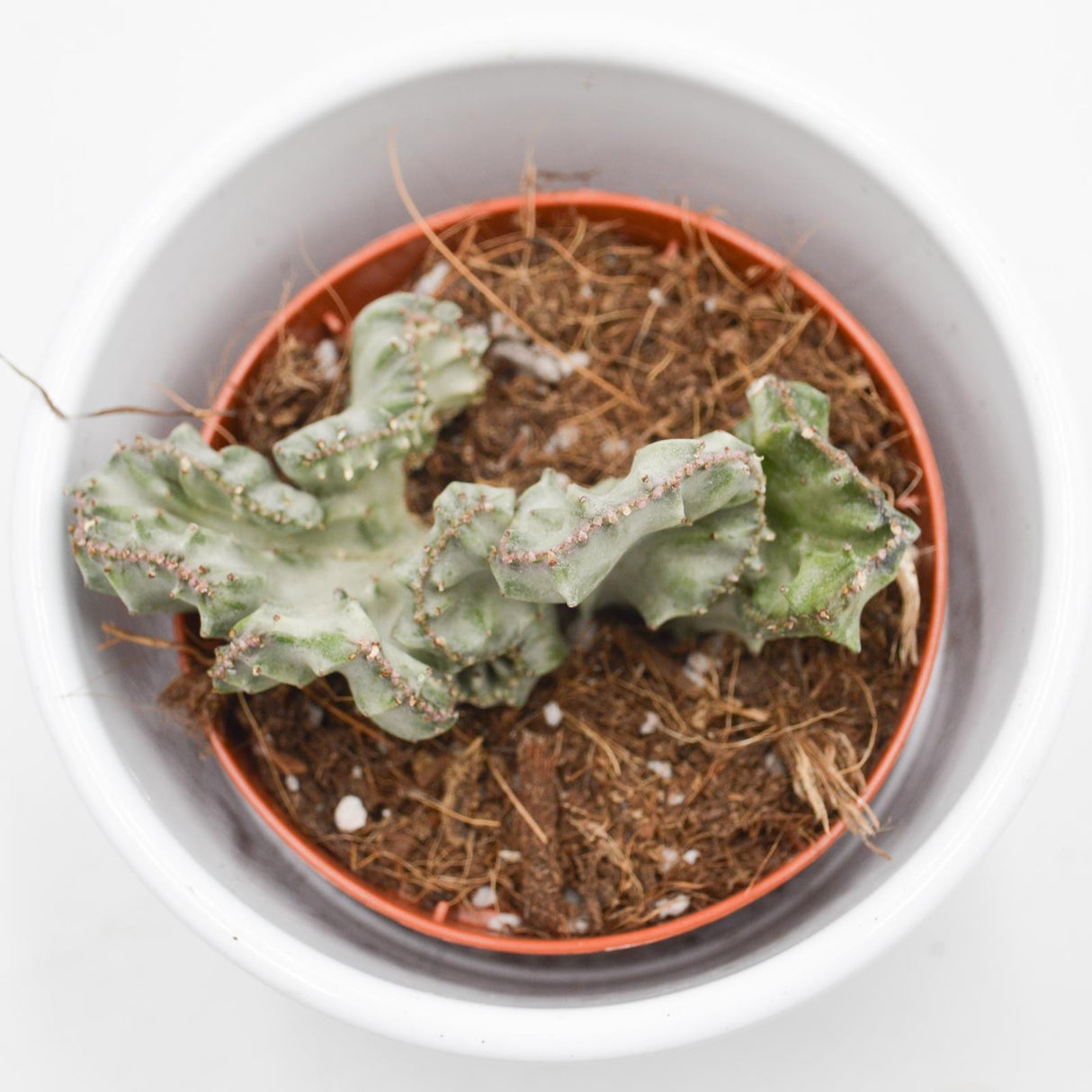 Euphorbia lactea f. variegata cristata - 8,5cm