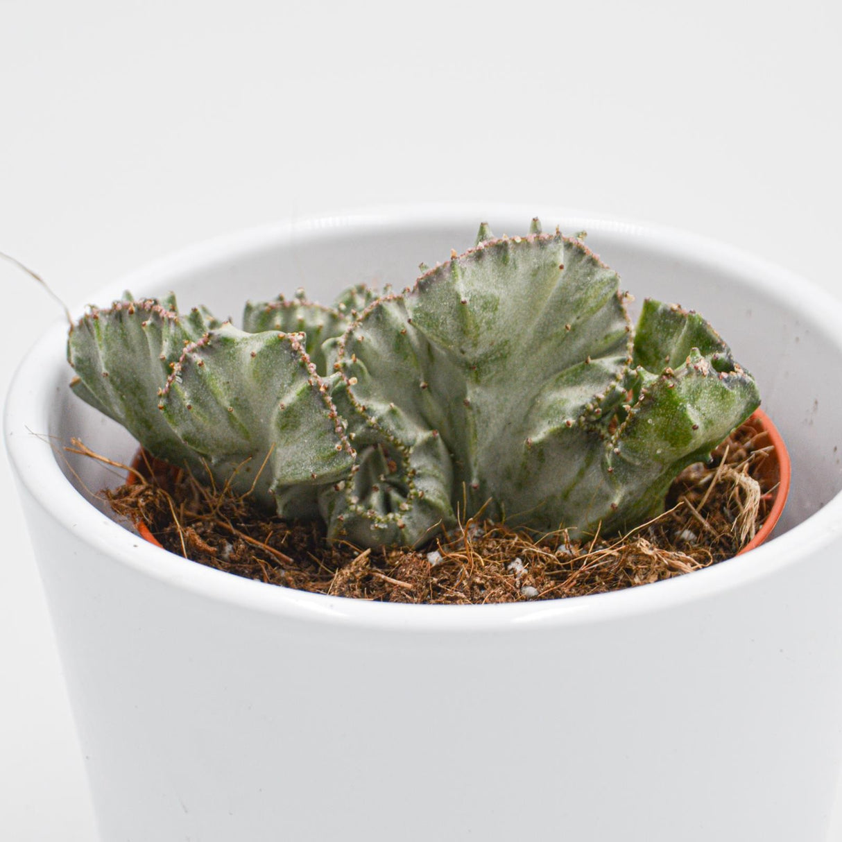 Euphorbia lactea f. variegata cristata