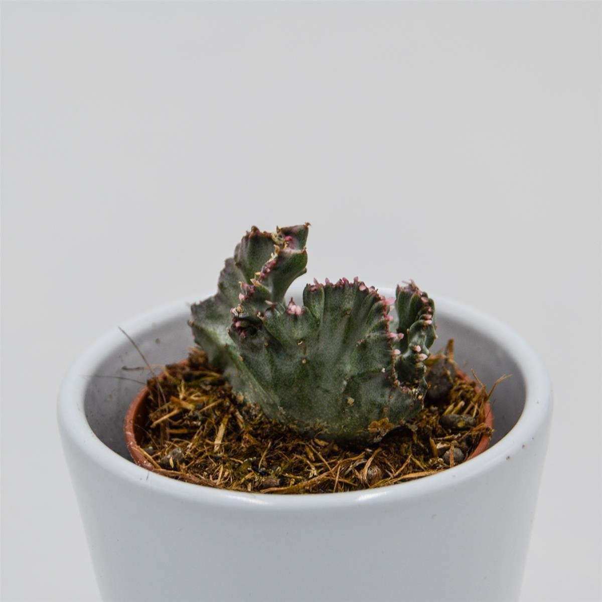 Euphorbia lactea f. variegata cristata - 5,5cm