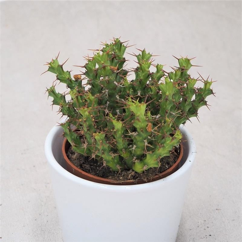 Euphorbia lenewtonia - 8,5cm
