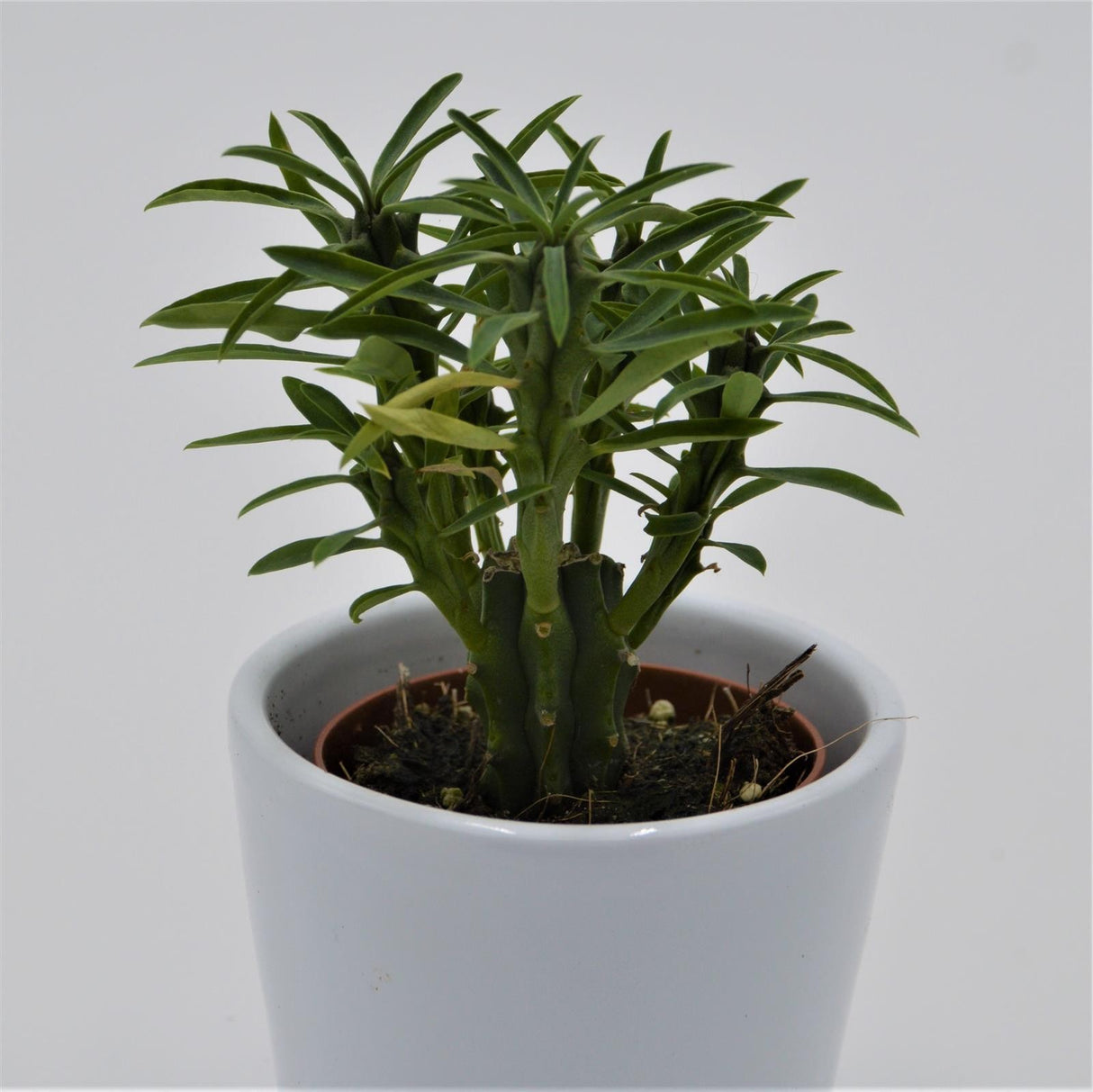 Euphorbia loricata - 5,5cm
