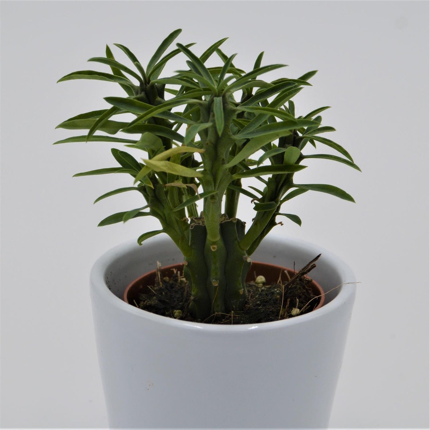 Euphorbia loricata - 5,5cm