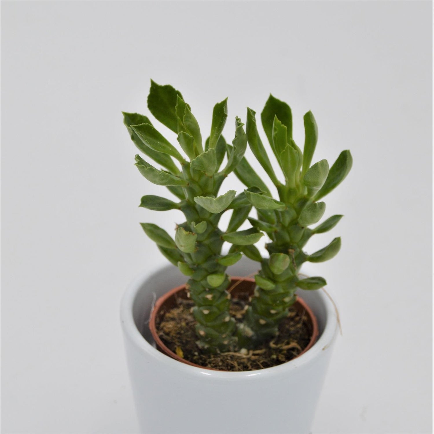 Euphorbia neostapelioides - 5,5cm